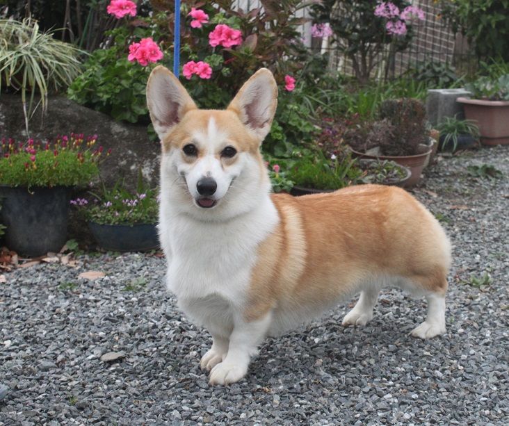 ニコール チャンピオン完成 ウエルシュコーギーのあすか犬舎