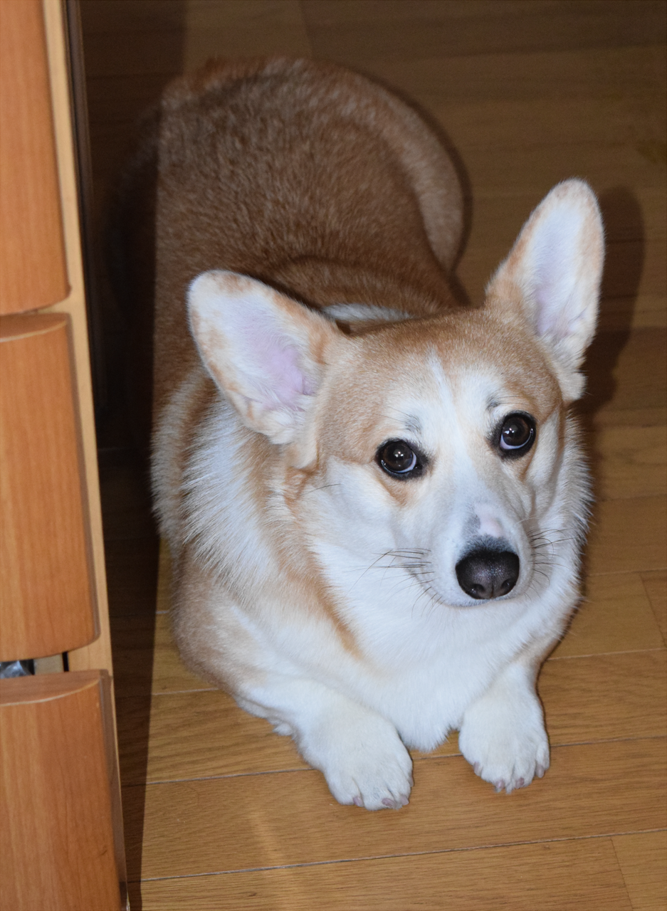 マリーちゃん ウエルシュコーギーのあすか犬舎