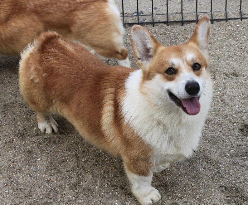 ハリー君の両親犬 ウエルシュコーギーのあすか犬舎