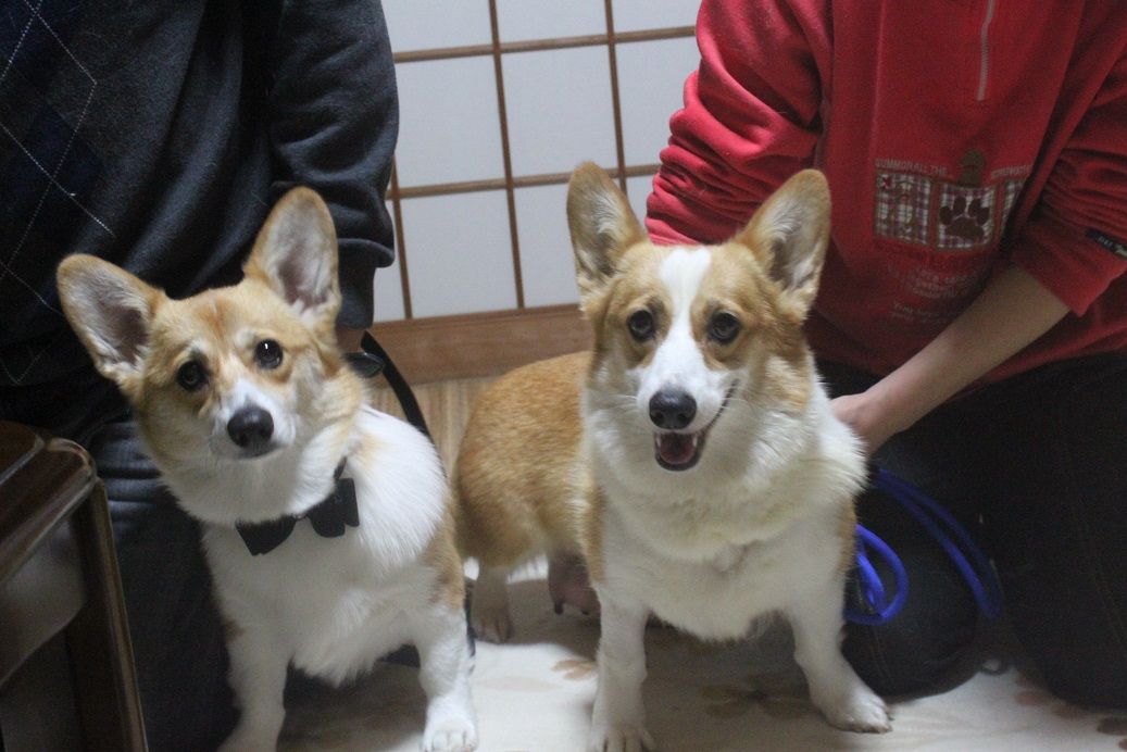 きなこちゃん ウエルシュコーギーのあすか犬舎 きなこちゃん ウエルシュコーギーのあすか犬舎