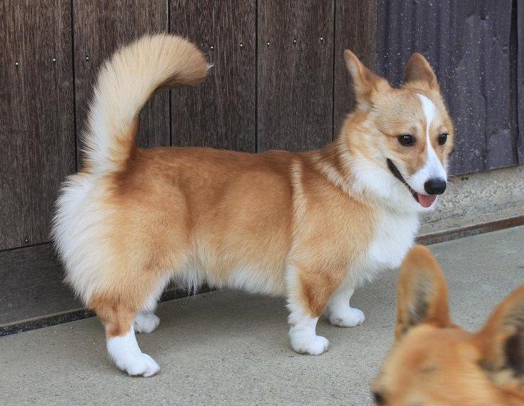 ウエルシュコーギーのあすか犬舎                        ウェルシュコーギー   あすか犬舎                            ウェルシュコーギー...
