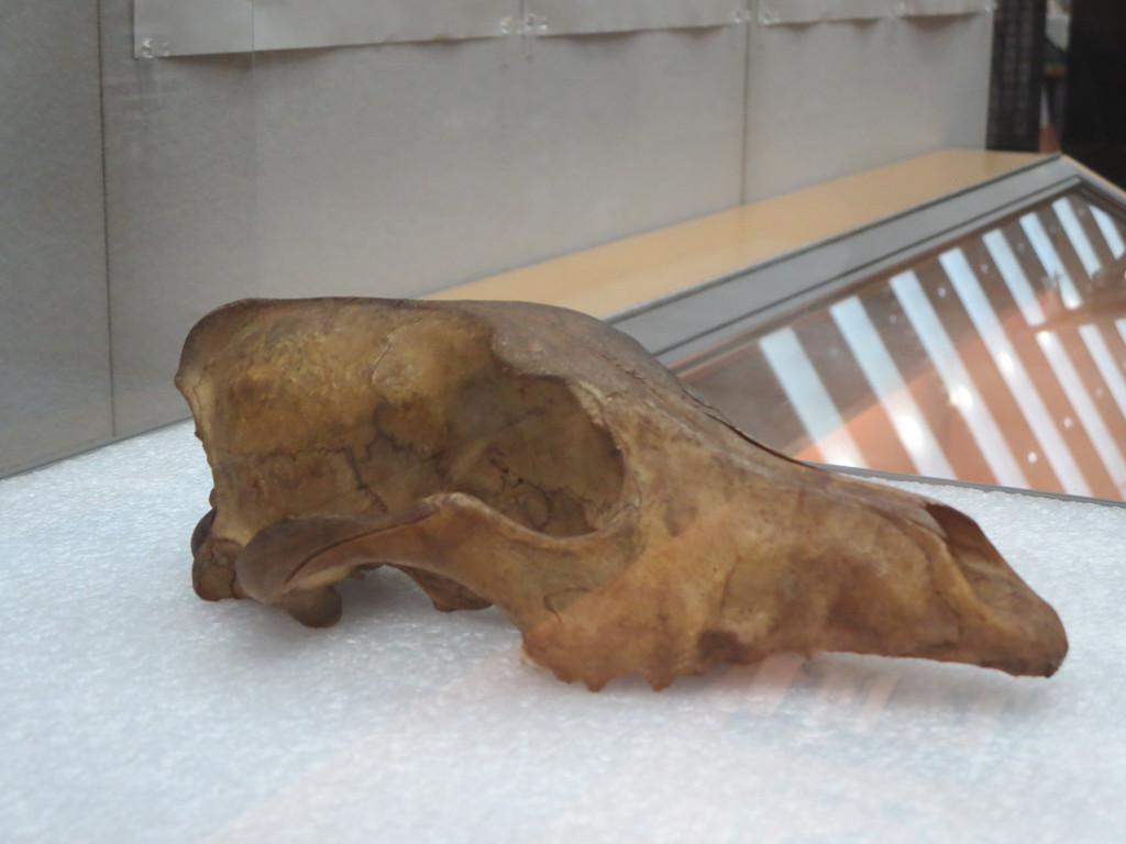 100年前の吉野熊野の映像と ニホンオオカミ 大昔の首都 明日香村 の隣から