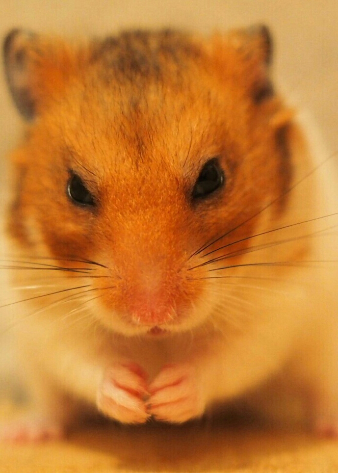 ハムスター野良寝の予感 ハムスターチッコラの生活