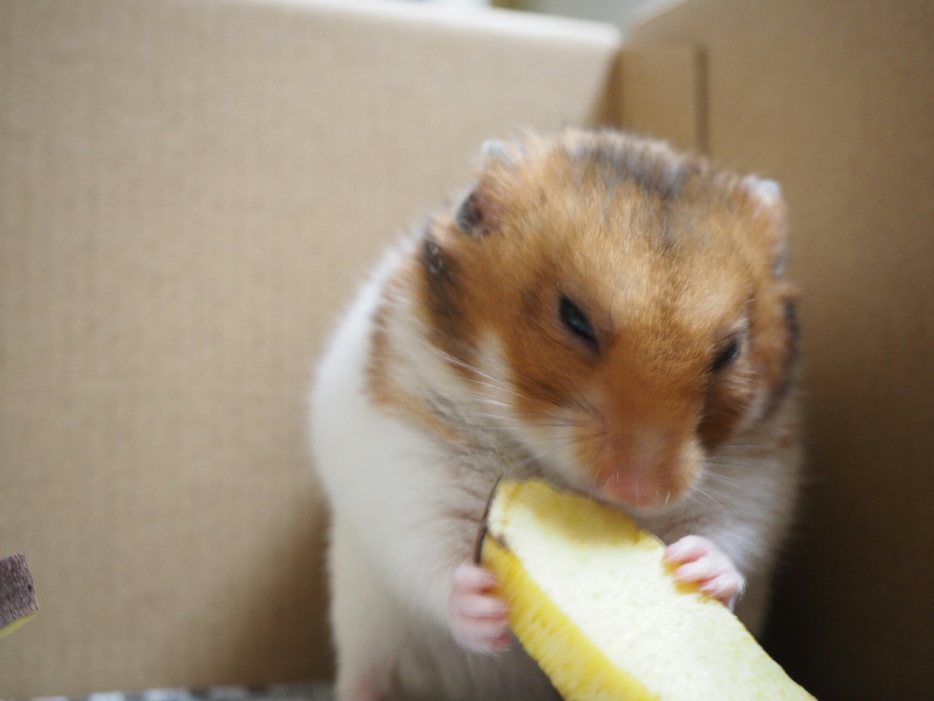 焼き芋の終わり ハムスターチッコラの生活 焼き芋の終わり ハムスターチッコラの生活