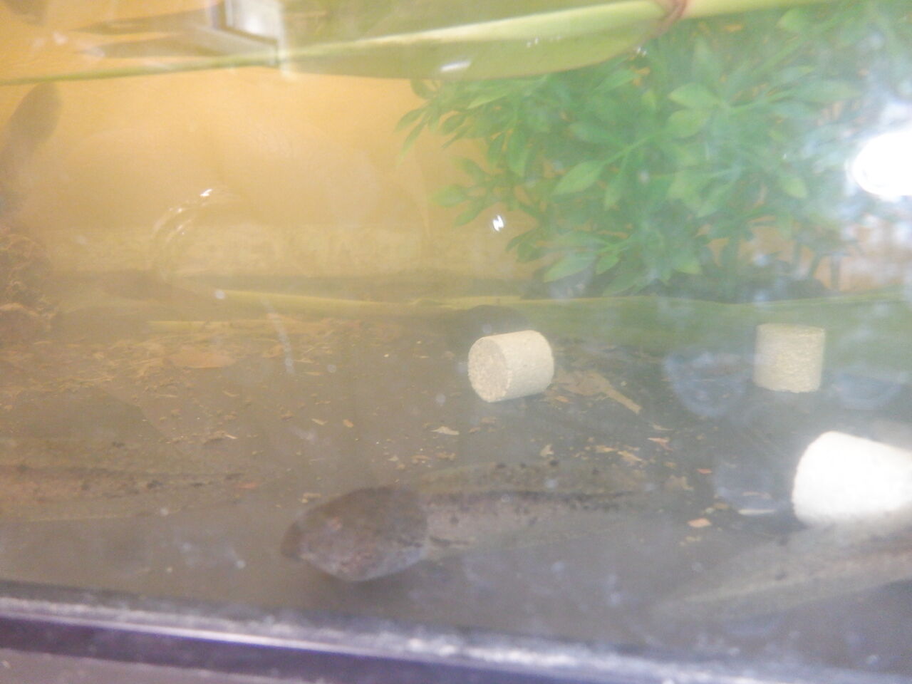 さくら組通信 オタマジャクシ あすなろ保育園の先生ブログ