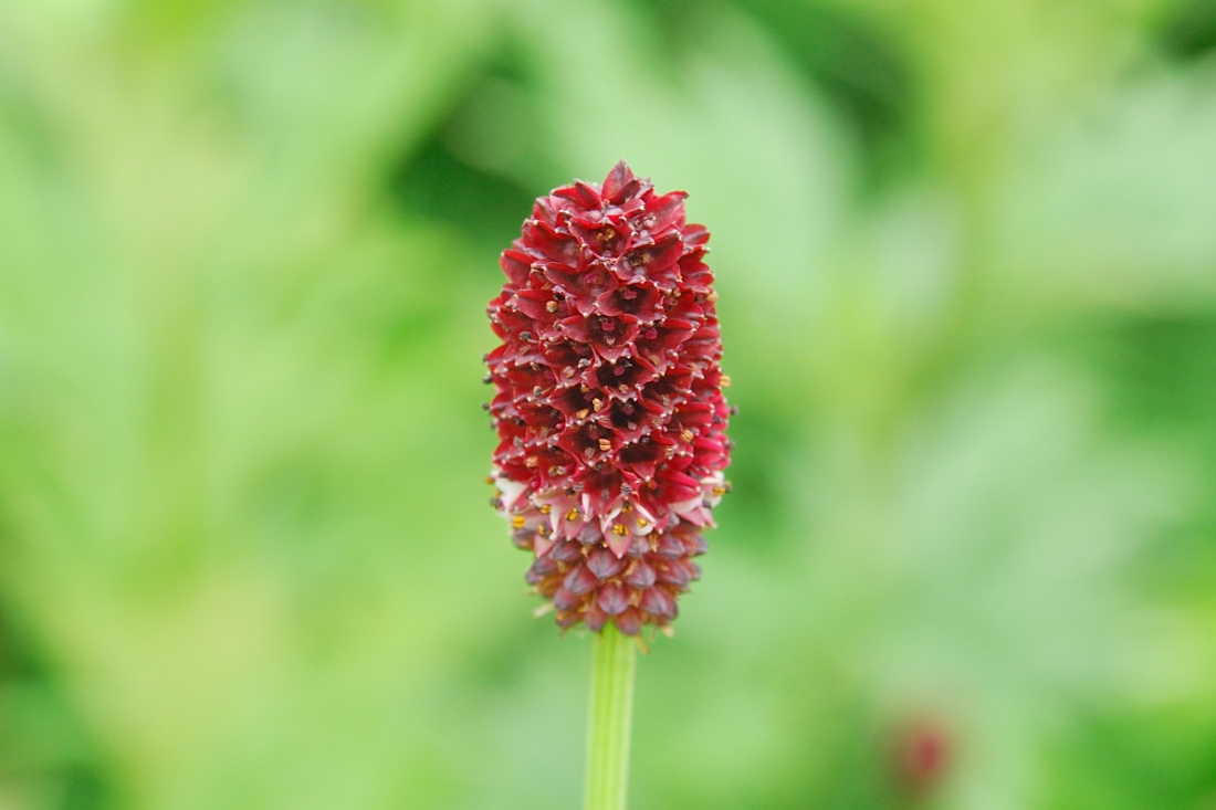 八島ヶ原湿原の花２ 自然逍遙