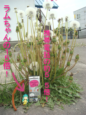 続 巨大たんぽぽの巻 The 足寄 あしょろ 生活