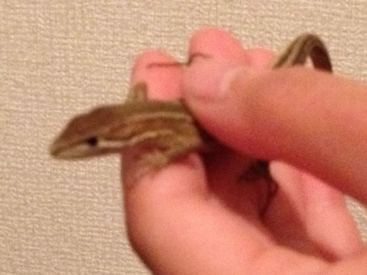 トカゲ イモリ ヤモリ カナヘビ カガヤケ トカゲ イモリ ヤモリ カナヘビ カガヤケ