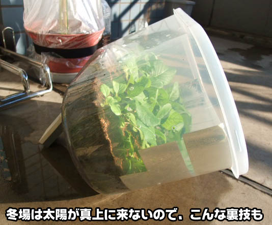 ベランダ菜園 米びつ温室アイデア A T Field Ride On Idea 100均活用の茶屋