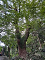 ご神木