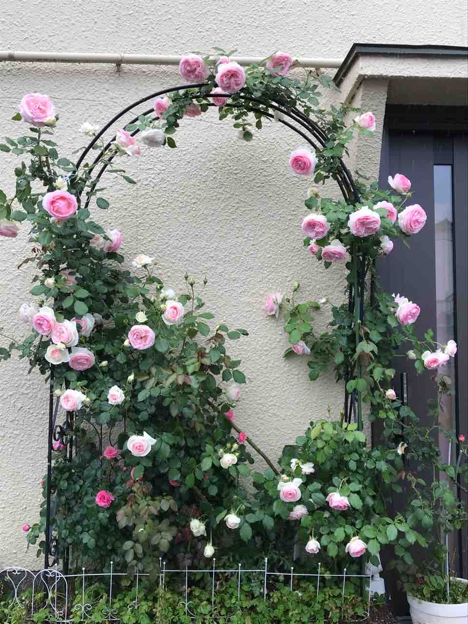 やっと全国移動解禁になりましたね しあわせの種