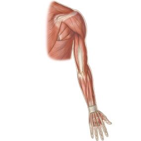 muscle-entire-upper-limb-back-thumbnail