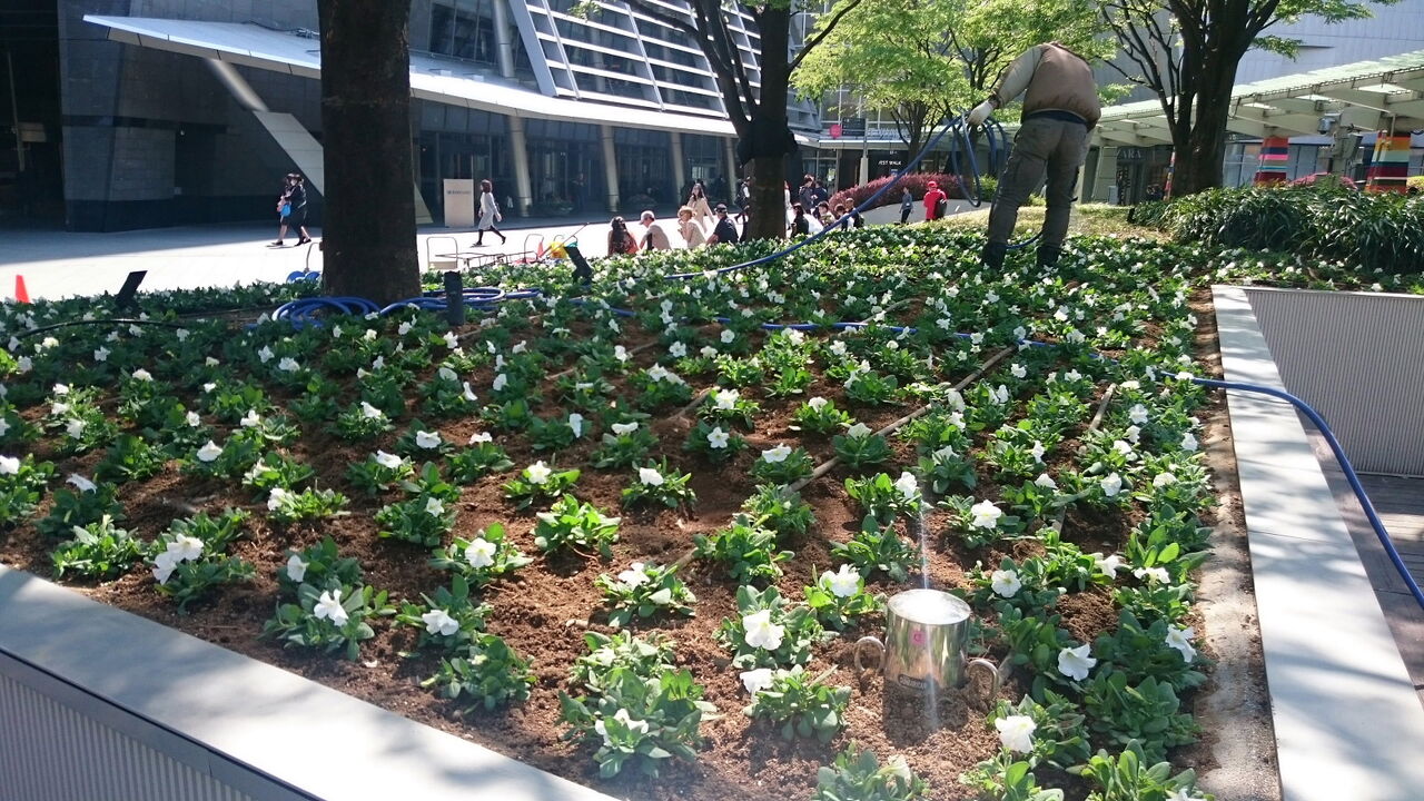 66プラザの植栽帯が植替え中でした @六本木ヒルズ 4/20 : atakek3のblog