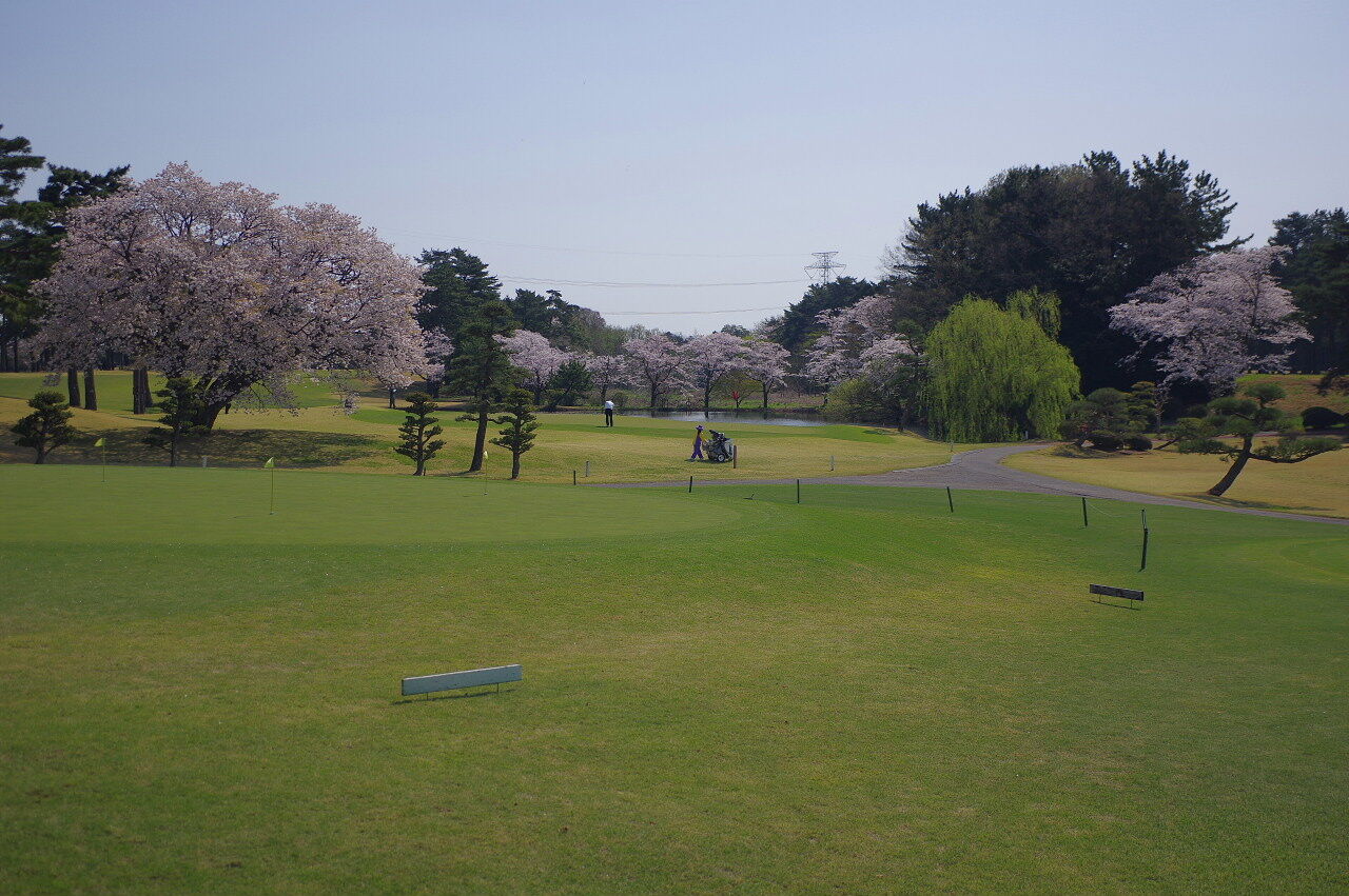 紫ｃｃすみれコースでの花見ゴルフ １ ３ ３１ Atakek3のblog
