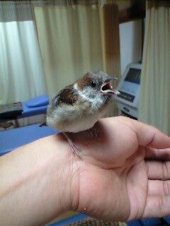 手乗り スズメ 2 整骨院の自分日記パート2 手乗り スズメ 2 整骨院の自分日記パート2
