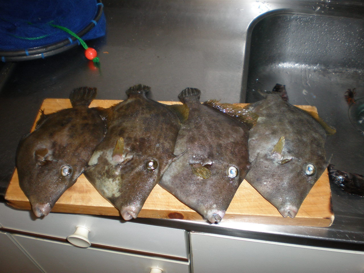 大きなカワハギが岸壁から釣れます 日本初のリゾートマンション熱海アビタシオン