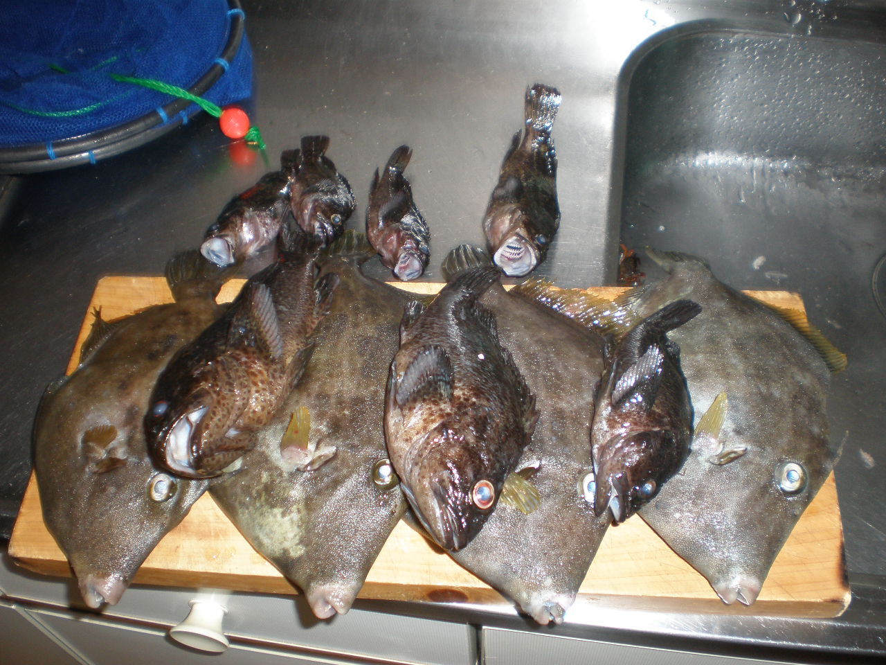 大きなカワハギが岸壁から釣れます 日本初のリゾートマンション熱海アビタシオン