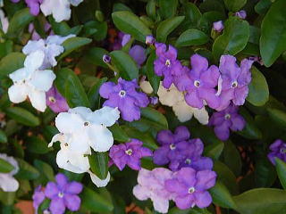 白い花と青い花が咲く珍しい木 日本初のリゾートマンション熱海アビタシオン