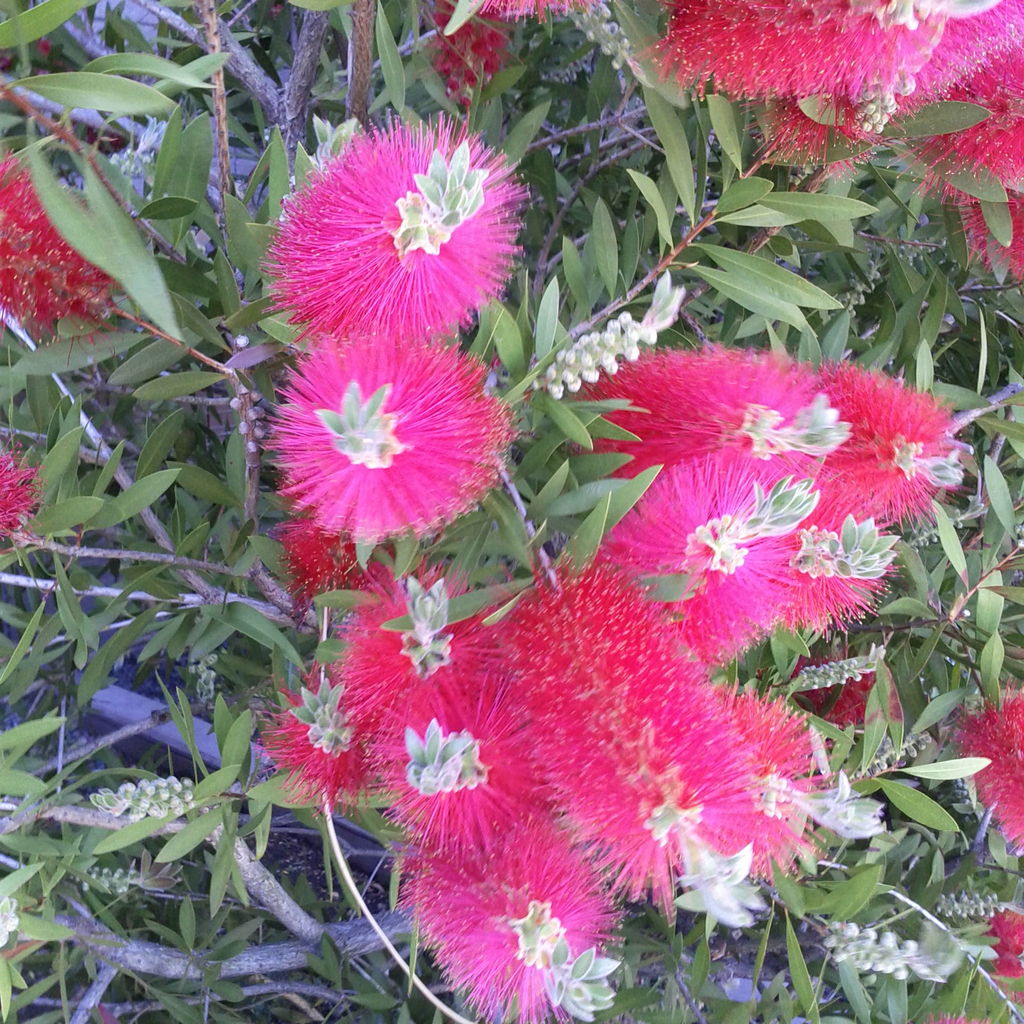 ブラシの木の花 日本初のリゾートマンション熱海アビタシオン ブラシの木の花 日本初のリゾートマンション熱海アビタシオン