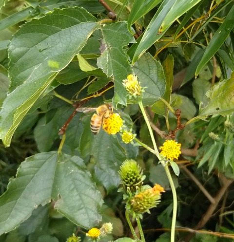 [画像:07bbfc0d-s.jpg]