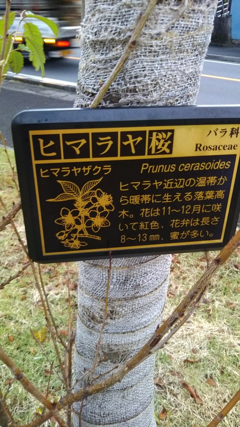 [画像:121225a1-s.jpg]