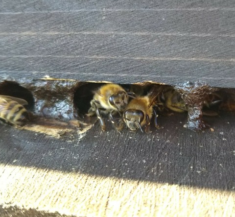 [画像:3b5c2853-s.jpg]