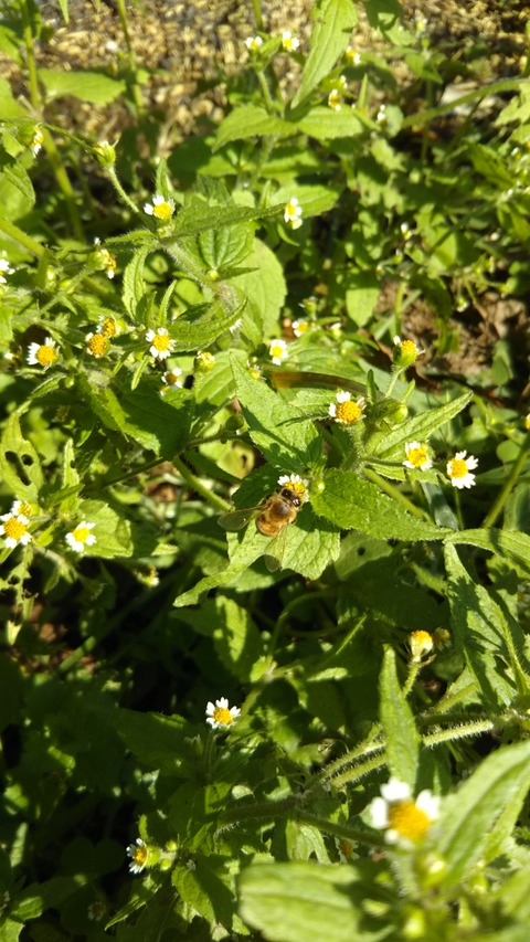 [画像:6ae4556d-s.jpg]