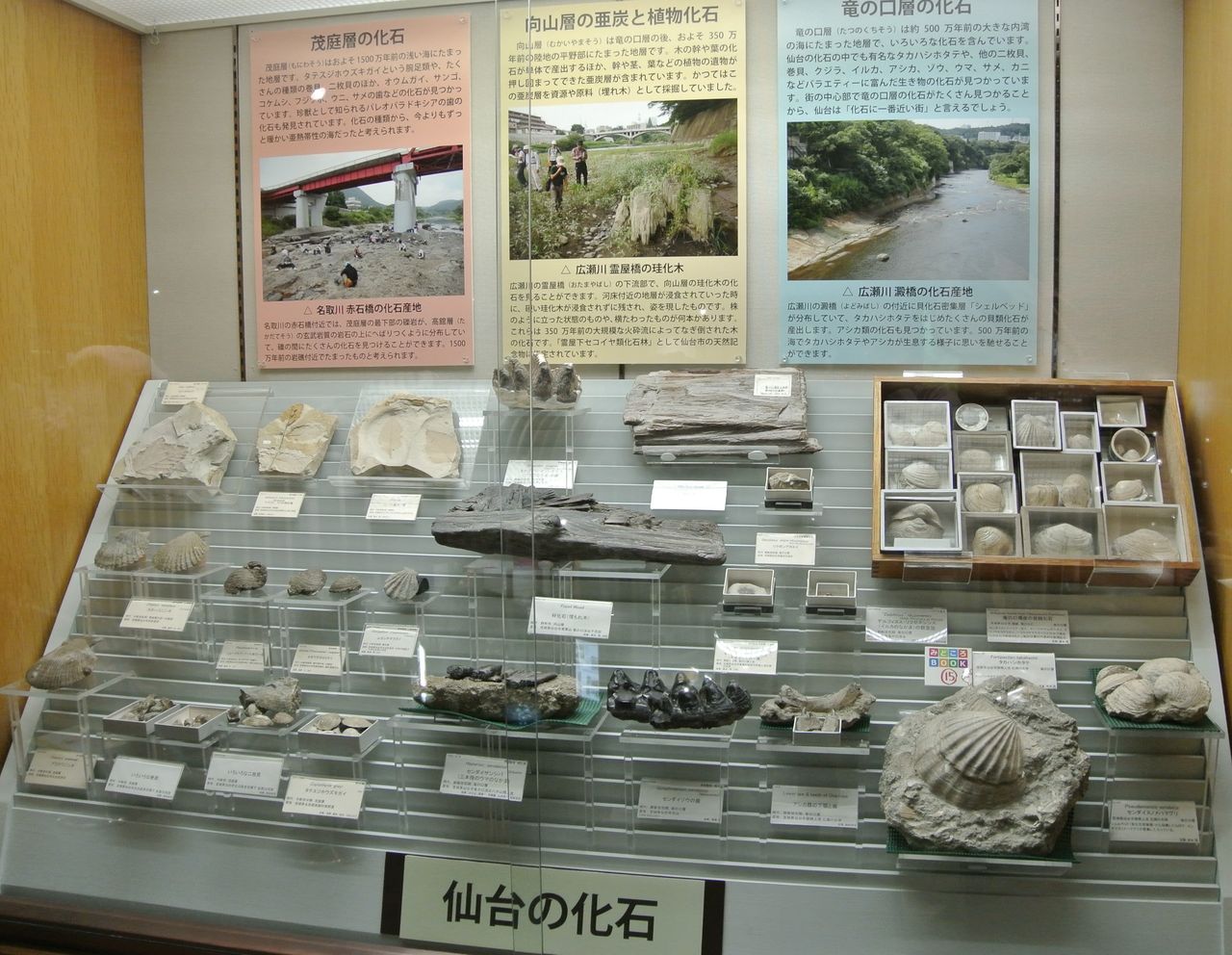 在宅学習支援 東北大学理学部自然史標本館で地球の歴史を実感できる 仙台市青葉区荒巻字青葉6 3 東北や福島の旅は楽しく美味しかった