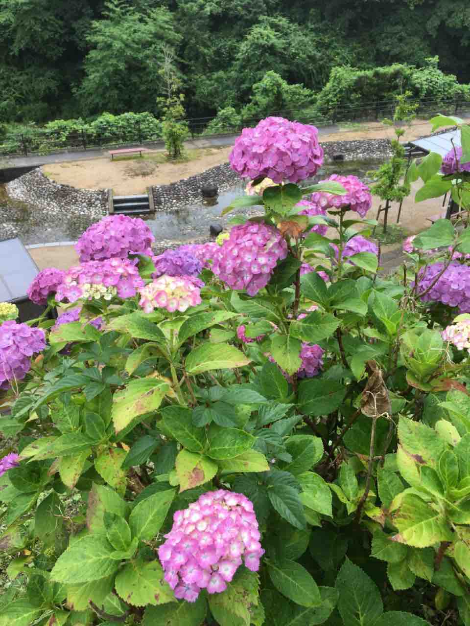 バイクで離島をまわる旅 特別編 佐賀県中木庭ダムあじさい園 古湯山なか紫陽花の道 バイクで離島をまわる旅