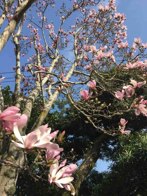 IMG_6390