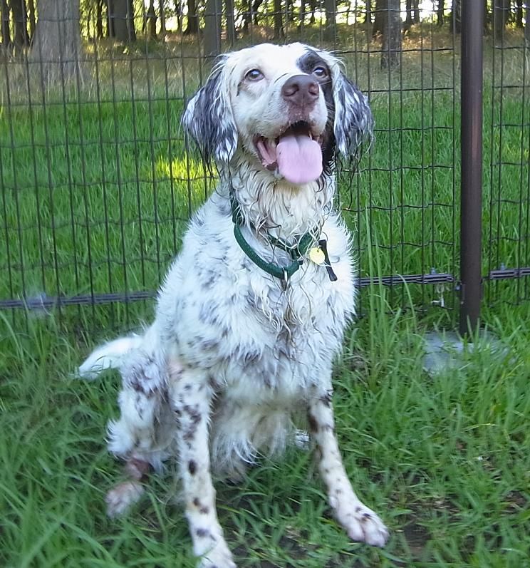 ナニワ犬遊道 ナニワ犬遊道