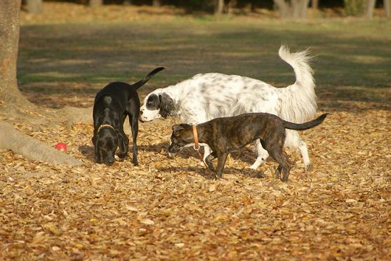 ナニワ犬遊道 キムタクのラブ