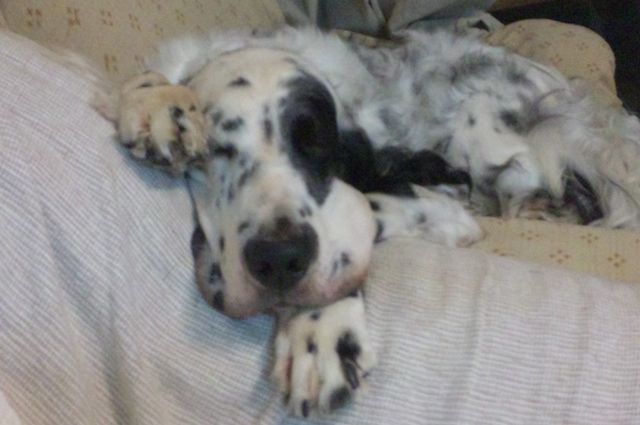 ナニワ犬遊道 須磨先生