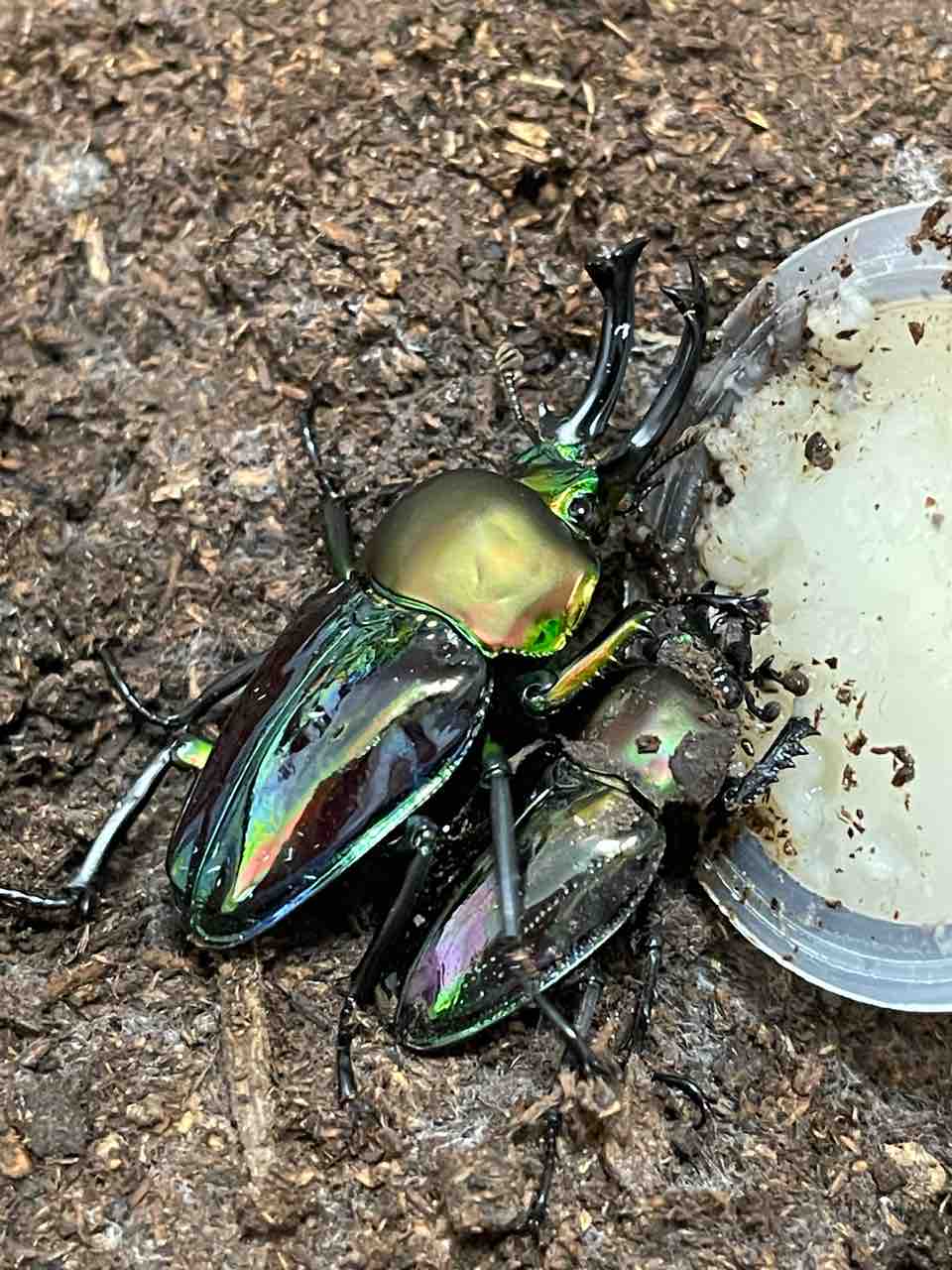 ニジイロクワガタ(青紋)飼育記2024-2025 サイクロンジョーカー爆誕