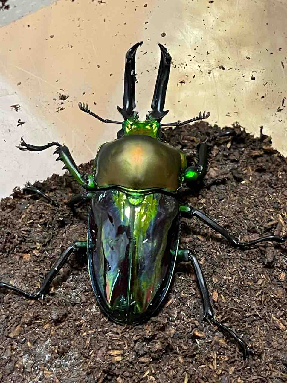 ニジイロクワガタ(青紋)飼育記2024-2025 サイクロンジョーカー爆誕