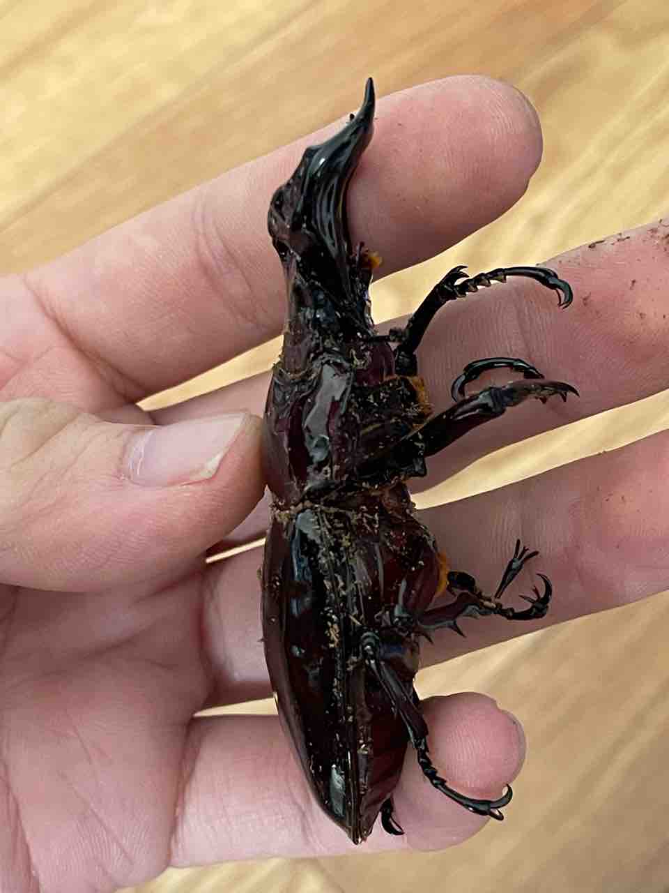 タランドゥスオオツヤクワガタ PAY くわかぶプラネット タランドゥス