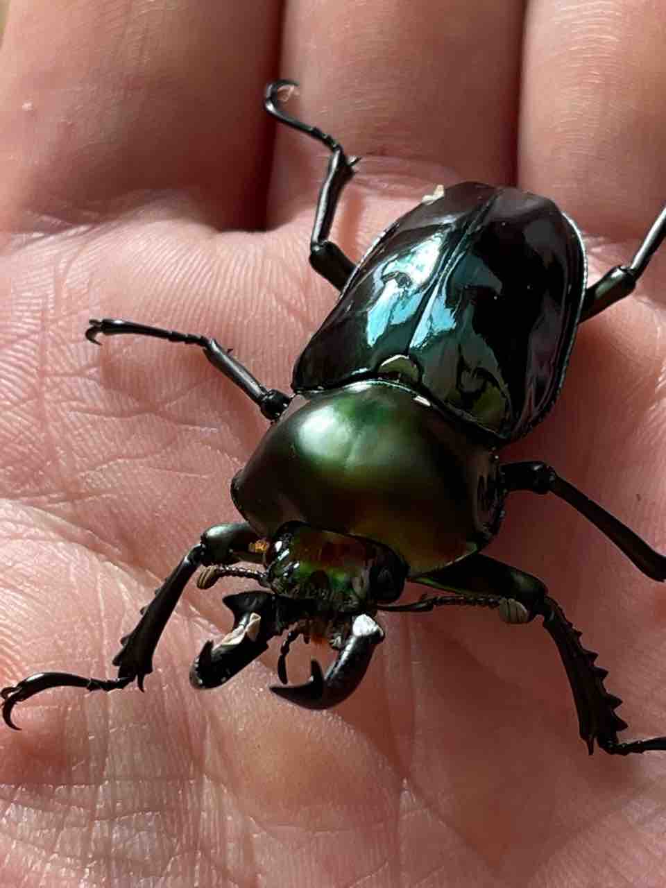 ニジイロクワガタ(青紋)飼育記2024-2025 サイクロンジョーカー爆誕
