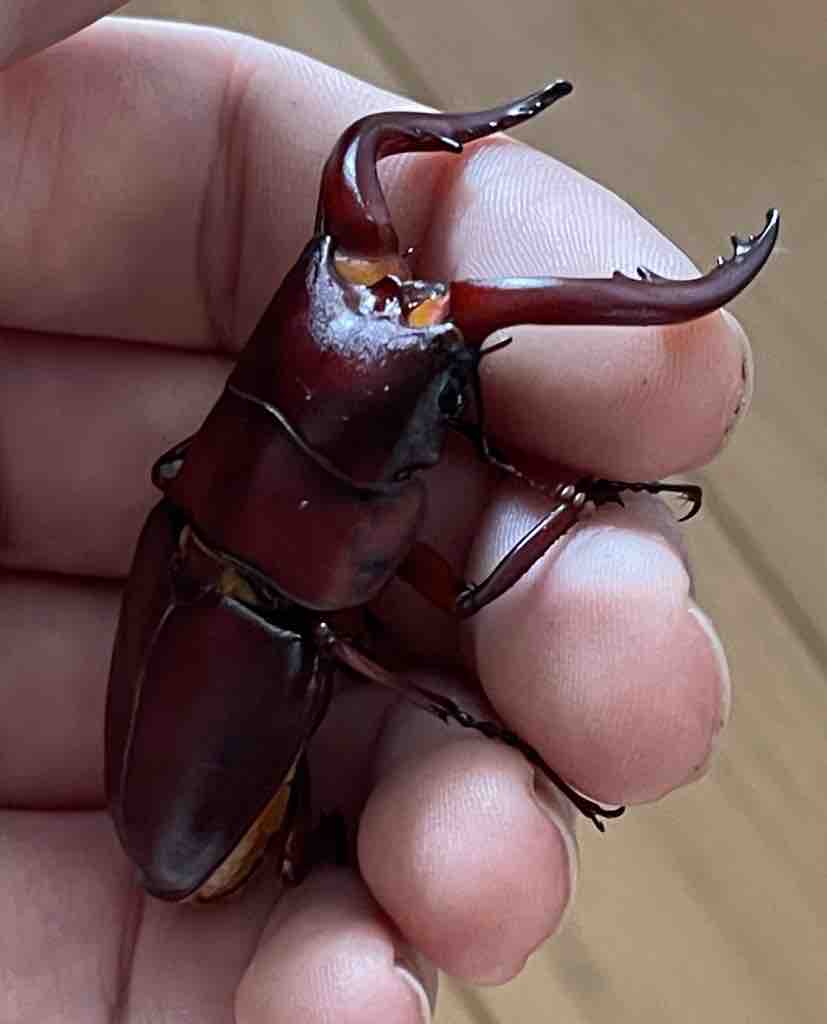 ■大型 美麗 希少■クロシマノコギリ■Glossy Super Red SP 紅玉■ペア ♂強湾曲63.1mm ♀38.3mm ■ 鹿児島県鹿児島郡三島村黒島中里林道産 飼育種紹介 その58 クロシマノコギリクワガタ | kuwa-yanagawaの