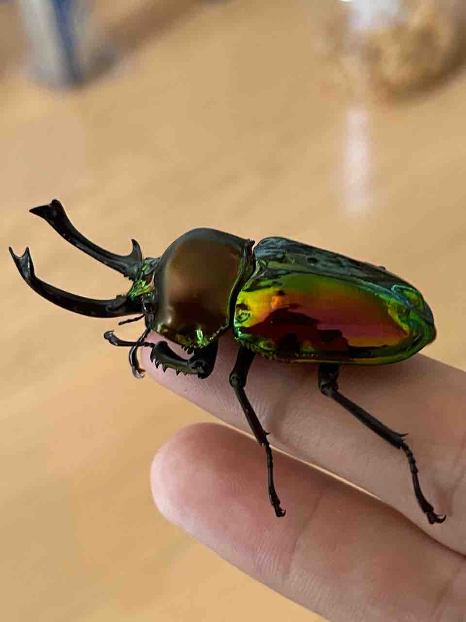 ニジイロクワガタ飼育記2024-25 : ハノンのアトリエ