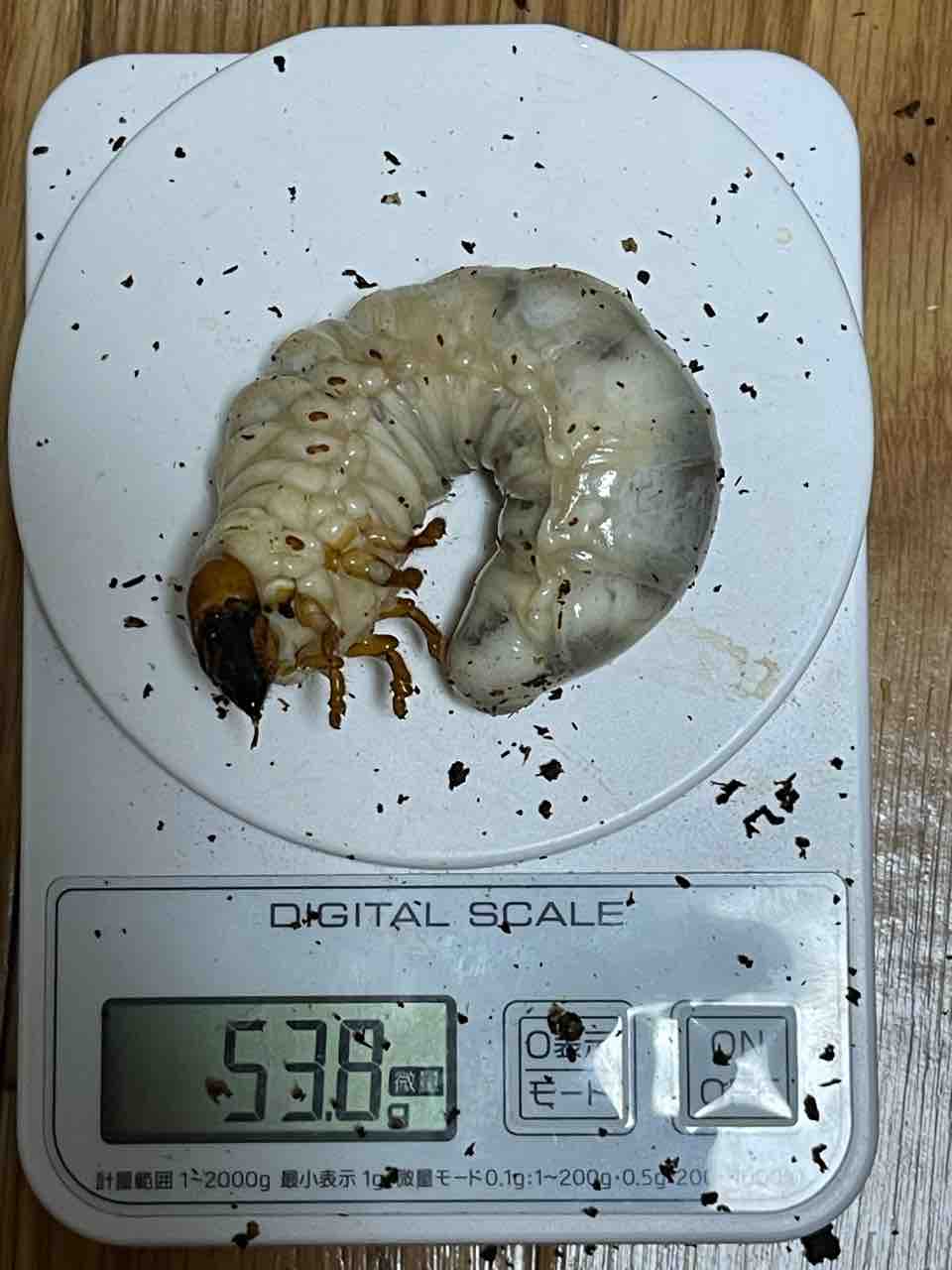 ギラファノコギリクワガタ(亜種ケイスケイ.フローレス島産)飼育記2023