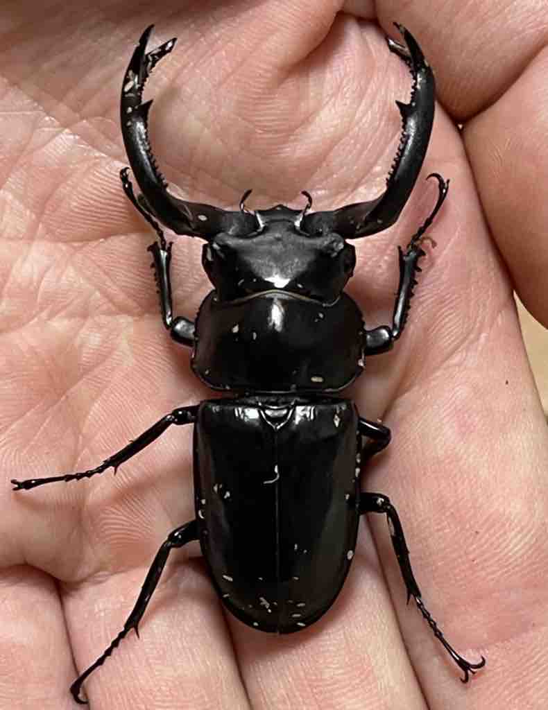 ☆ アッサムシカクワガタ（フキヌキシカクワガタ）新成虫ペア ☆