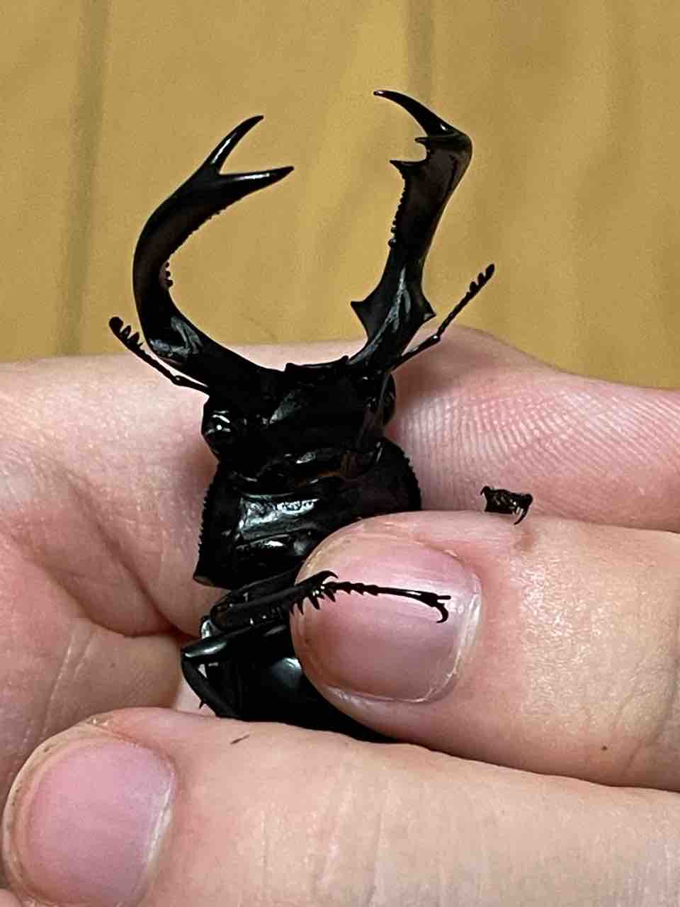 あかたろう品検討中 ドアクローザー PS-3001ZAM（網戸併用タイプ）｜ニュースター