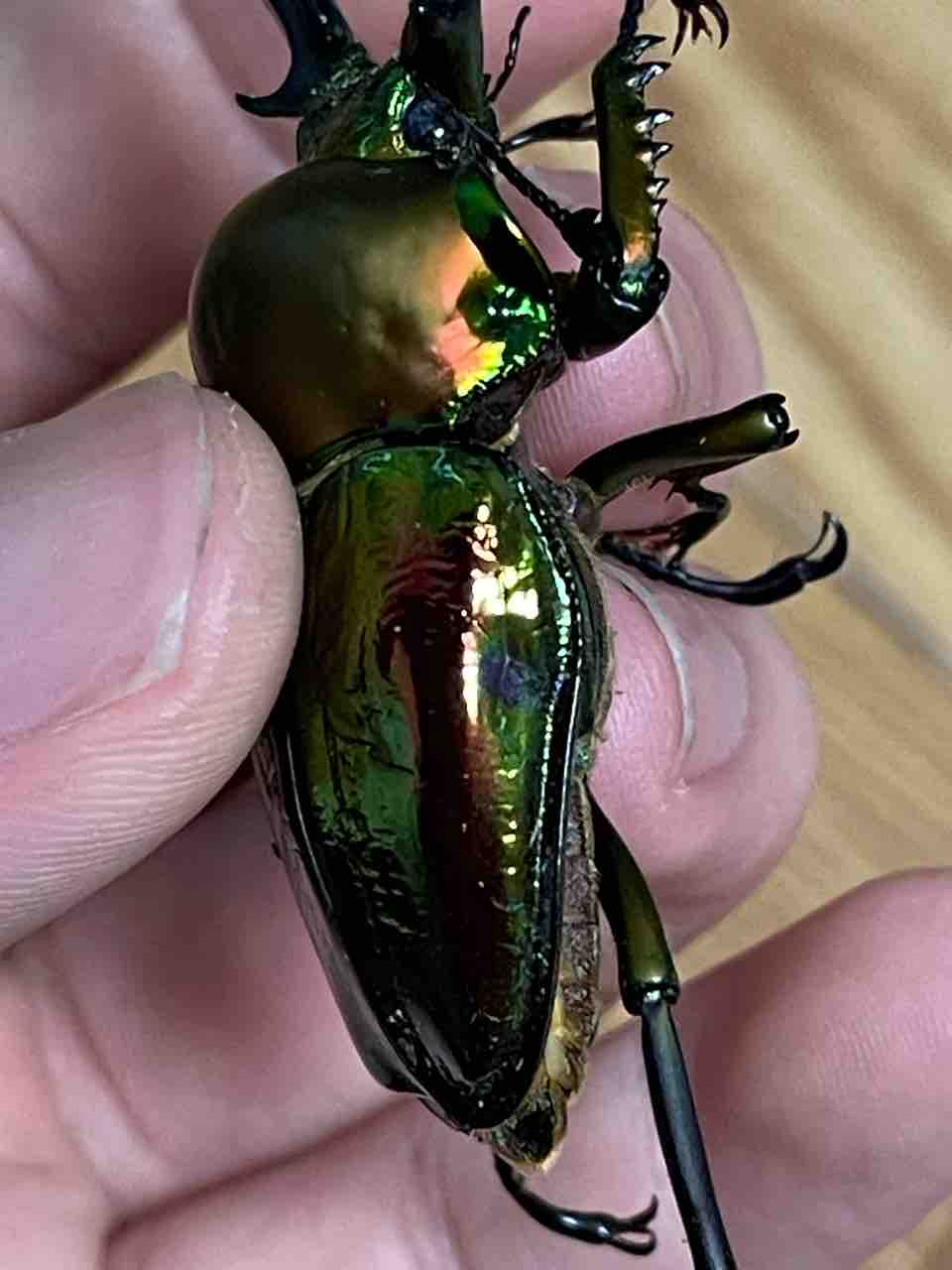 ニジイロクワガタ(青紋)飼育記2024-2025 サイクロンジョーカー爆誕
