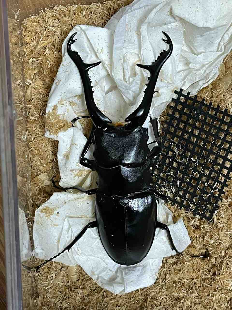 ギラファノコギリクワガタ(亜種ケイスケイ.フローレス島産)飼育記2023