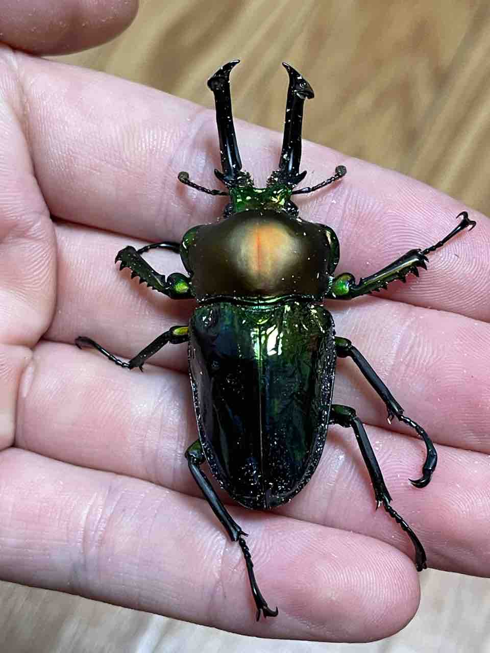 ニジイロクワガタ(青紋)飼育記2024-2025 サイクロンジョーカー爆誕