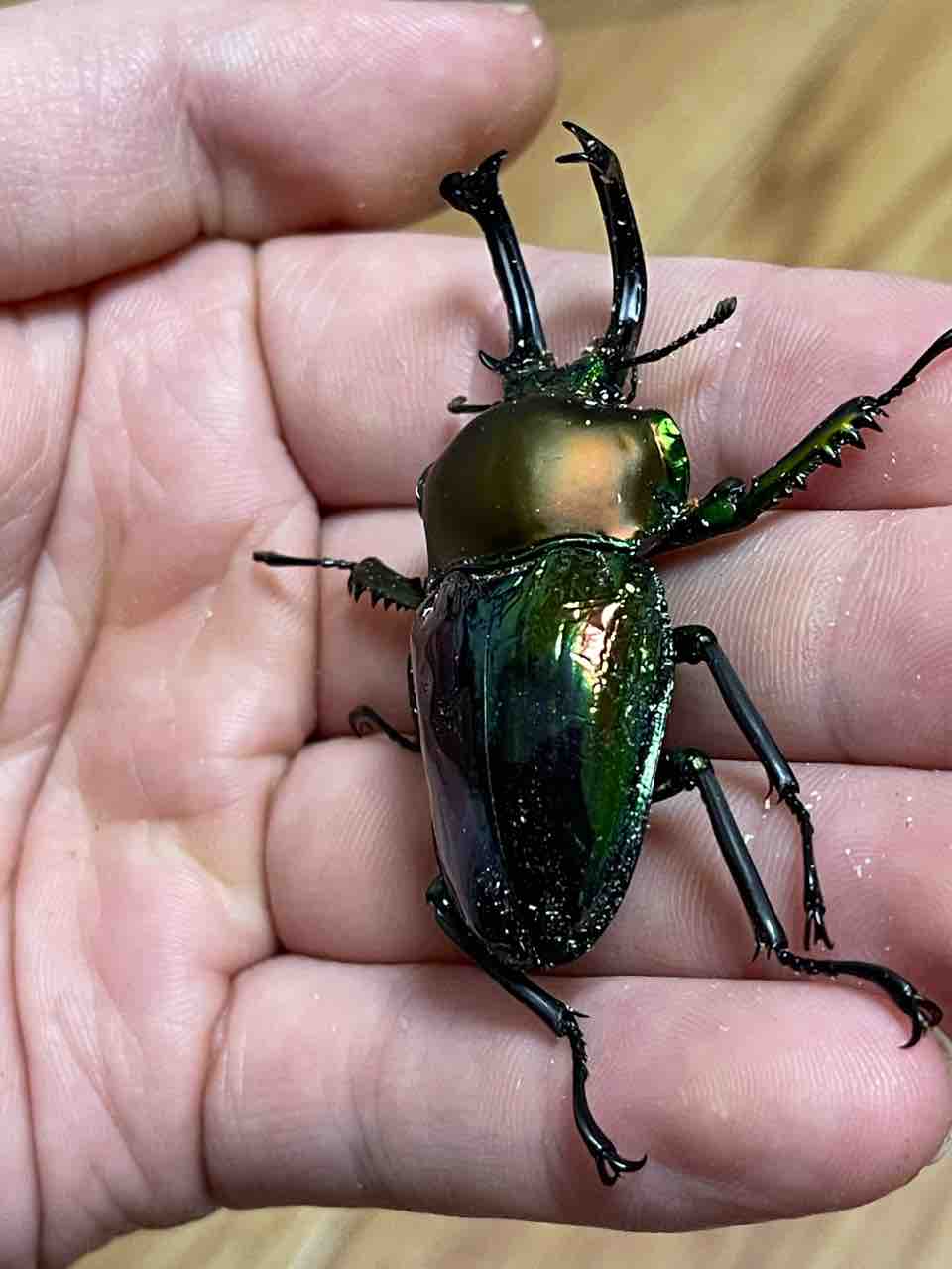 ニジイロクワガタ(青紋)飼育記2024-2025 サイクロンジョーカー爆誕
