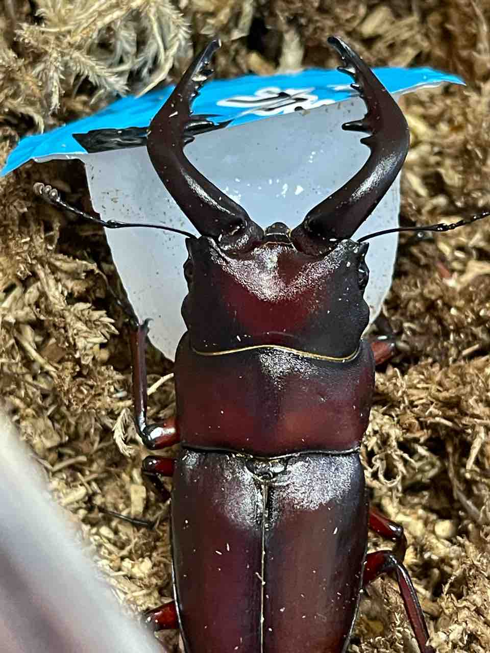 貴重なクロシマノコギリ63ミリペア（黒島） くわかぶプラネット / クロシマノコギリクワガタペア