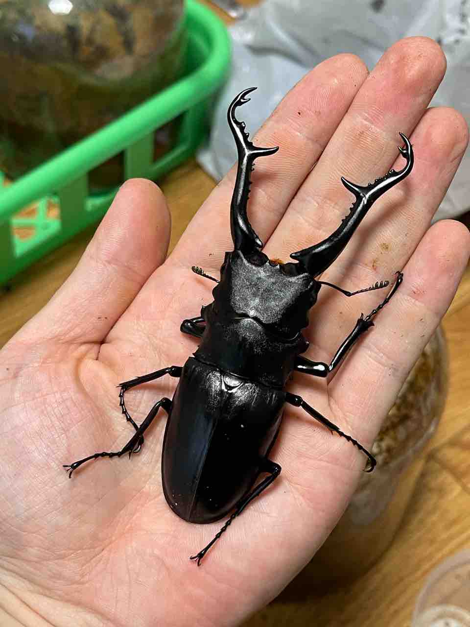 ギラファノコギリクワガタ(亜種ケイスケイ.フローレス島産)飼育記2023