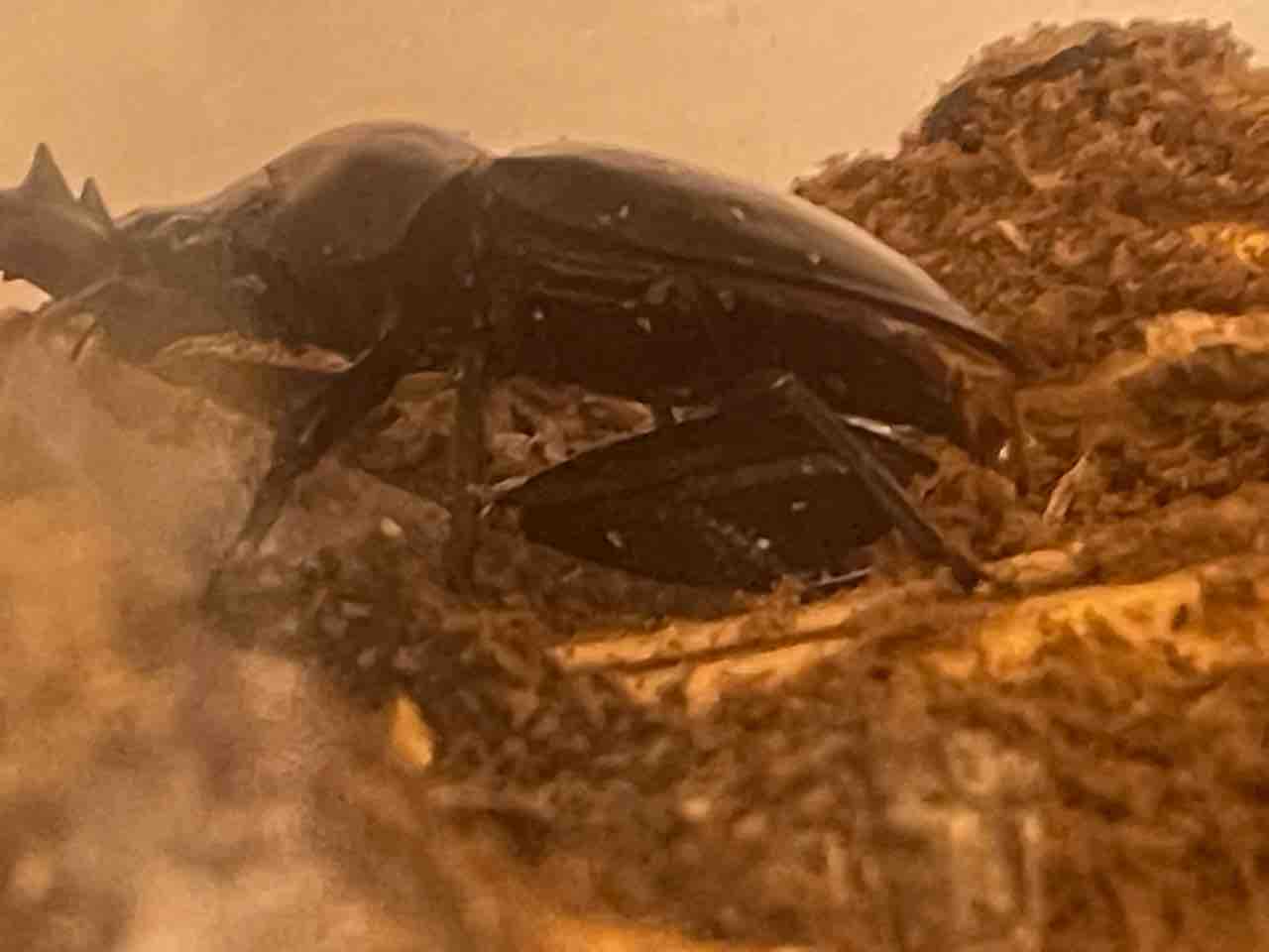 ◆◇アッサム（フキヌキ）シカクワガタ ペア◇ 　発送無理な日があります。 ☆ アッサムシカクワガタ（フキヌキシカクワガタ）新成虫ペア ☆