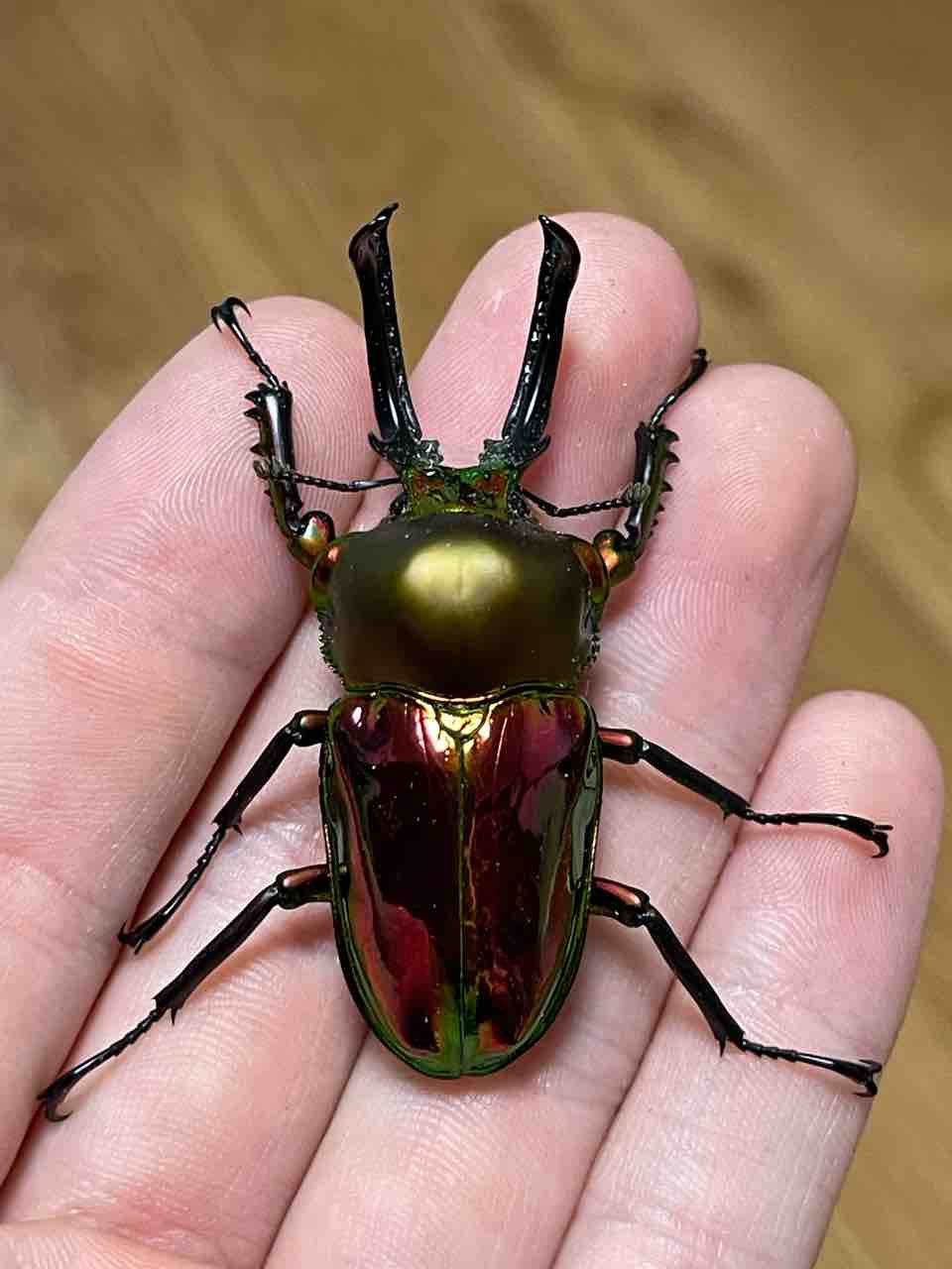 ニジイロクワガタ飼育記2024-25 : ハノンのアトリエ